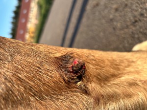 IMG_5532.jpeg (3.83 MiB) 1483 mal betrachtet Tag 21