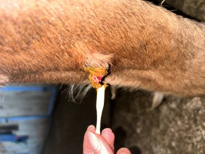 IMG_5537.jpeg (2.86 MiB) 1483 mal betrachtet Tag 21