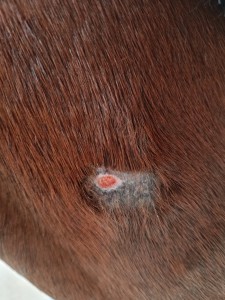 IMG_20231008_164958.jpg (3.51 MiB) 1601 mal betrachtet Hals 7.10.23