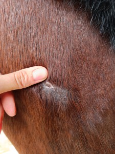 IMG_20231014_140909.jpg (4.99 MiB) 1670 mal betrachtet Hals 14.10.23