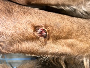 IMG_5546.jpeg (3.52 MiB) 1550 mal betrachtet Tag 22