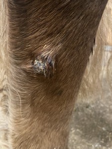 IMG_5648.jpeg (437.36 KiB) 1550 mal betrachtet Tag 24