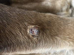 IMG_5621.jpeg (2.93 MiB) 1550 mal betrachtet Tag 27