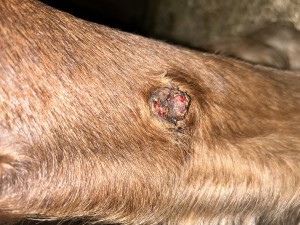 IMG_5656.jpeg (3.64 MiB) 1541 mal betrachtet Tag 30