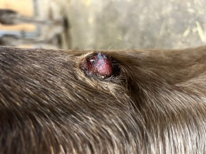 IMG_5667.jpeg (2.62 MiB) 1662 mal betrachtet Tag 31