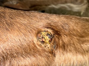 IMG_5680.jpeg (3.89 MiB) 1667 mal betrachtet Tag 32 (oben links sieht man schön das gelbe Tumorgewebe)