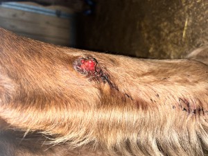 IMG_5690.jpeg (3.47 MiB) 1667 mal betrachtet Tag 33