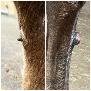 1C25C454-8F1C-4E34-8323-2747A7F8499B.jpeg (1.85 MiB) 1406 mal betrachtet Tag 34 links - Rechts vor der Behandlung mit CompX