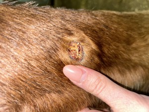 IMG_5784.jpeg (3.24 MiB) 1355 mal betrachtet Tag 41