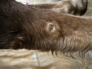 IMG_5813.jpeg (2.64 MiB) 1355 mal betrachtet Tag 47