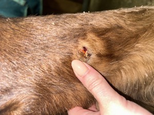 IMG_5870.jpeg (3.27 MiB) 1355 mal betrachtet Tag 52