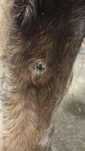 IMG_5898.jpeg (538.59 KiB) 1355 mal betrachtet Tag 56