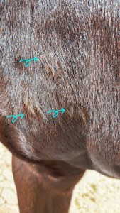 20231108_114429.jpg (6.14 MiB) 2673 mal betrachtet 3er-Pack in nah