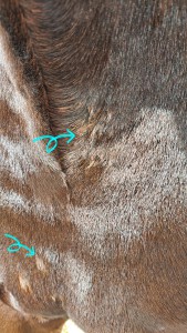 20231108_114412.jpg (5.64 MiB) 2673 mal betrachtet 3er-Pack und Doppelpack an der Brustnaht