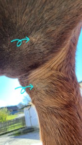 20231108_114524.jpg (4.01 MiB) 2493 mal betrachtet Achsel und Gurtlage