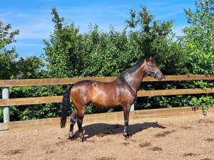 20230813_154507.jpg (2.31 MiB) 2673 mal betrachtet Die inzwischen ziemlich Große