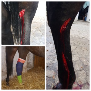 20231112_181258.jpg (963.6 KiB) 931 mal betrachtet Die 3.000 Euro-Verletzung