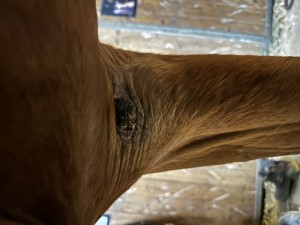 IMG_8787.jpeg